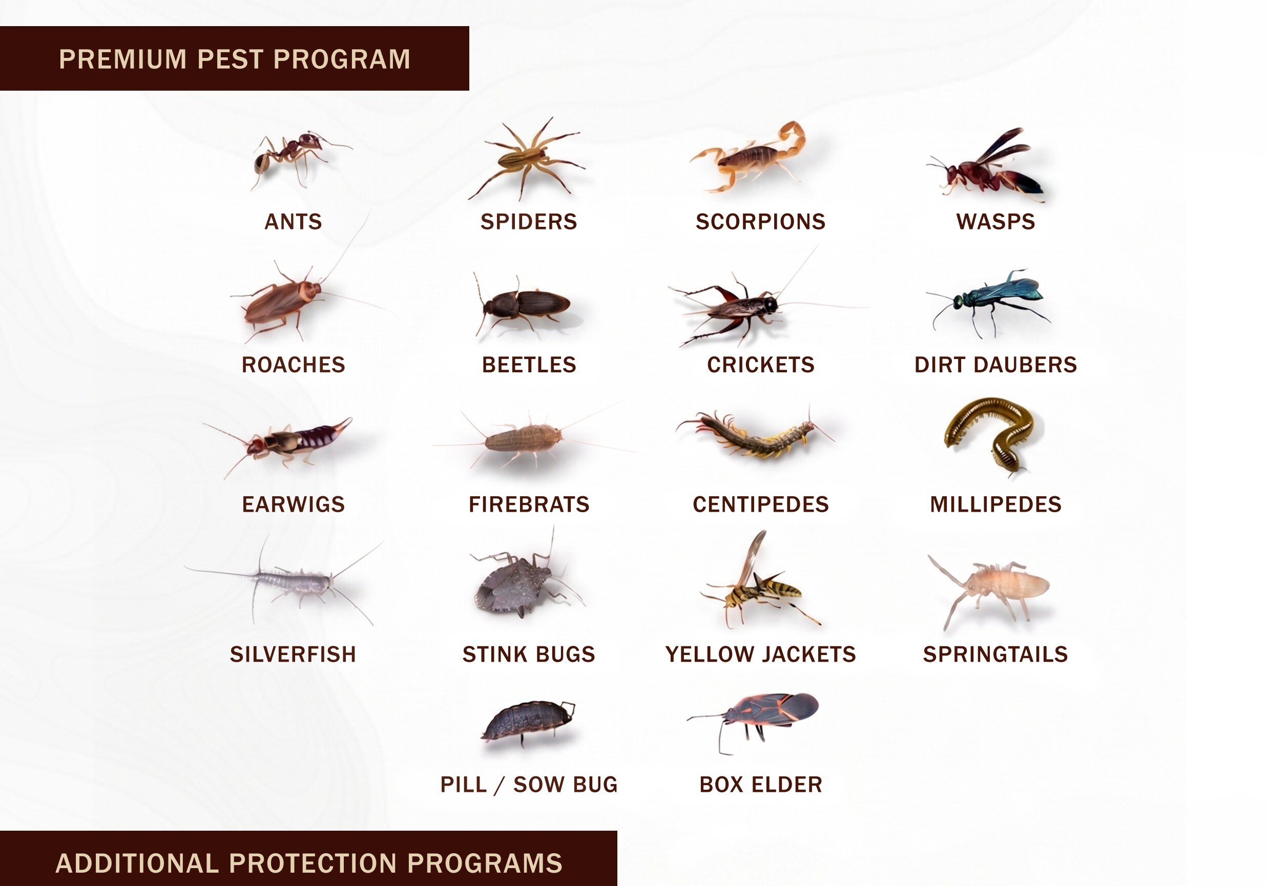 Premium Pest Program — ants, spiders, scorpions, wasps, roaches, beetles, crickets, dirt daubers, earwigs, firebrats, centipedes, millipedes, silverfish, stink bugs, yellow jackets, springtails, pill / sow bug, box elder